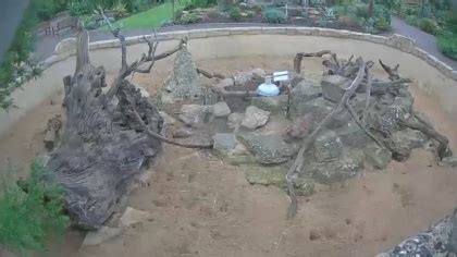 cotswold wildlife park webcam|Webcam Burford